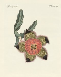 珍稀非洲植物（彩色雕刻） 作者 德国学校
