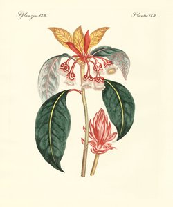 珍稀中国植物（彩色雕刻） 作者 德国学校
