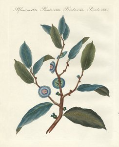 珍稀观赏植物 作者 德国学校