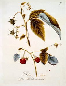 覆盆子，德国野花的书由Johann Daniel von Reitter出版，出版于c.1803-5