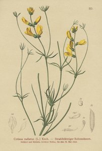 Rayed Broom（Cytisus radiatus，Cytisanthus radiatus，Genista radiata） 作者 德国学校