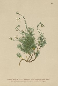Recurved Sandwort（Alsine recurva，Minuartia recurva） 作者 德国学校