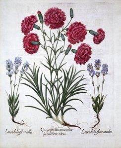红色康乃馨和薰衣草，来自Hortus Eystettensis，由Basil Besler（1561-1629），酒吧。 1613（手工雕刻） 作者 德国学校