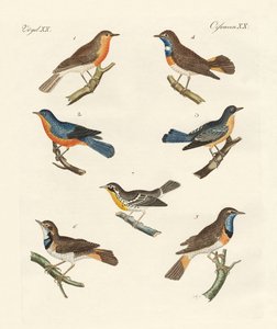 Redbreasts，bluethroats和yellowthroats 作者 德国学校