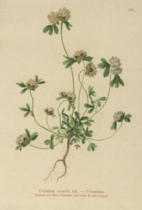 岩三叶草（Trifolium saxatile） 作者 德国学校