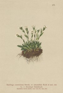 Rock Saxifrage（Saxifraga controversa，Saxifraga adscendens） 作者 德国学校