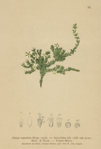 Rock Stitchwort（Alsine rupestris，Alsine lanceolata，Minuartia rupestris） 作者 德国学校