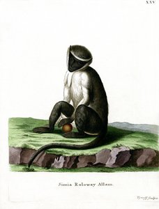 Roloway Guenon（彩色雕刻） 作者 德国学校
