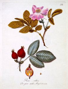 Rosa villosa，来自德国野花的书，由Johann Daniel von Reitter出版，出版于1980-3-5