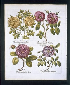 玫瑰，板块95来自Hortus Eystettensisby Basil Besler（1561-1629）酒吧。 1613（手工彩色雕刻） 作者 德国学校