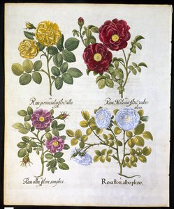 玫瑰，板块96来自Hortus Eystettemsis by Basil Besler（1561-1629）酒吧于1613年（手工彩色雕刻） 作者 德国学校