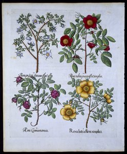 玫瑰，板块98来自Hortus Eystettensisby Basil Besler（1561-1629）酒吧。 1613（手工彩色雕刻） 作者 德国学校