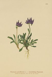 圆头蜥蜴（Phyteuma pauciflorum，Rapunculus pauciflorus，Phyteuma globulariifolium） 作者 德国学校