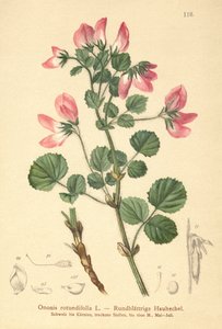 圆叶Restharrow（Ononis rotundifolia，Ononis tribracteata） 作者 German School