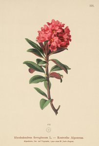 生锈的叶子Alpenrose（杜鹃花） 作者 德国学校