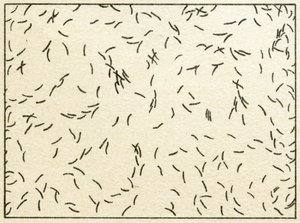自来水中的细菌样本c.1890（彩色石版画） 作者 德国学校
