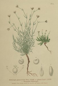 Sandwort（Moehringia glaucovirens，Möhringiaglaucovirens，Möhringialauca，Moehringia glauca，Arenaria glaucovirens） 作者 德国学校