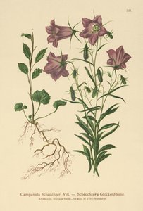 Scheuchzer的贝尔弗劳尔（Campanula Scheuzeri） 作者 德国学校