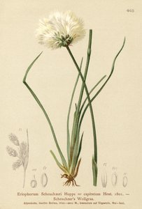 Scheuchzers棉草（Eriophorum Scheuchzeri，Eriophorum capitatum） 作者 德国学校