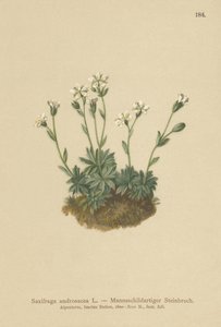 Scree Saxifrage（Saxifraga androsacea） 作者 德国学校