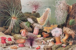 Sea Anemone，来自Brehms Tierleben的记录：Allgemeine Kunde des Tierreichs，Vol.10，p.581，由Bibliographisches Institut出版，1893年 作者 德国学校