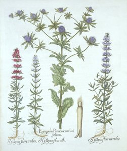 Sea Holly和三种Hyssop，来自Hortus Eystettensis，由Basil Besler（1561-1629），酒吧。 1613（手工雕刻） 作者 德国学校