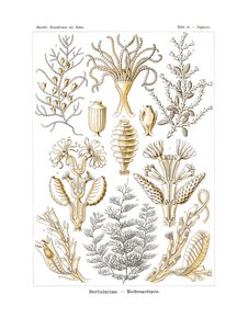 Sertulariae，1899-1904 作者 德国学校