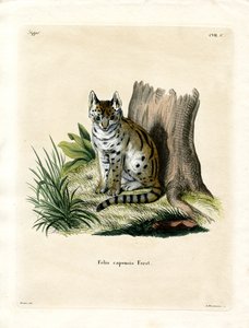 Serval (coloured engraving) 作者 德国学校
