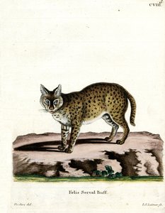 薮猫（彩色雕刻） 作者 德国学校