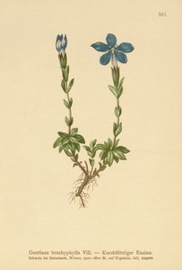 短叶龙胆（龙胆（Gentiana brachyphylla）） 作者 德国学校
