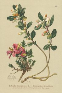 灌木金龟子（Polygala Chamaebuxus） 作者 德国学校