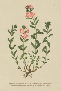 灌木状的Speedwell（Veronica fruticulosa，Veronica frutescens） 作者 德国学校