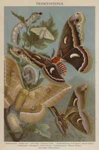 Silkmoths 作者 德国学校