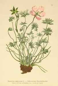 银色起重机比尔（Geranium argenteum） 作者 德国学校