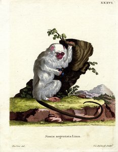 Silvery Marmoset（彩色雕刻） 作者 德国学校