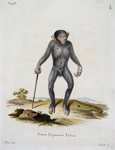 Simia pygmaeus，摘自《哺乳动物图鉴》，作者Johann Christian Daniel von Schreber（1739-1810），德国IC Bock雕刻。 作者 德国学校