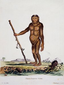 Simia satyrus，摘自《自然界中的哺乳动物》，作者Johann Christian Daniel von Schreber（1739-1810），I Nusbiegel根据De Seve的画作雕刻，德国 作者 德国学校