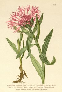 Singleflower Knapweed（矢车菊，矢车菊，仙人掌，矢车菊） 作者 德国学校