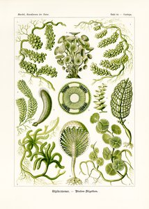 Siphoneae，1899-1904 作者 德国学校