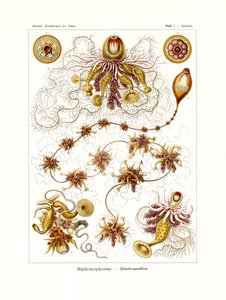 Siphonophorae，1899-1904 作者 德国学校