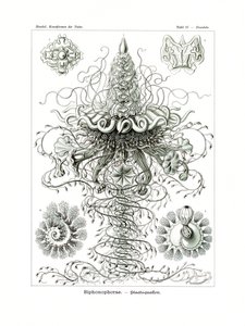 Siphonophorae，1899-1904 作者 德国学校