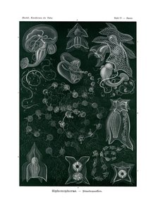 Siphonophorae，1899-1904 作者 德国学校