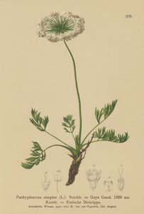 小高山独活草（Pachypleurum mutellinoides，Pachypleurum simplex Pachypleurum alpinum，Pachypleurum simplex，Neogaya simplex，Gaya simplex，Ligusticum simplex） 作者 德国学校