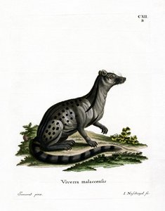 Small Indian Civet (coloured engraving) 作者 德国学校