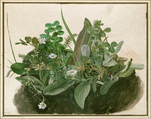 小块草皮（羊皮纸上的水彩、蛋彩和毛笔，裱在纸板上） 作者 德国学校