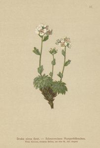 雪白的Whitlow-grass（Draba nivea） 作者 德国学校