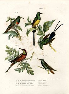 南部双领太阳鸟，1864年 作者 德国学校