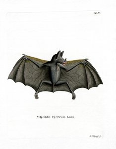 Spectral Bat（彩色雕刻） 作者 德国学校