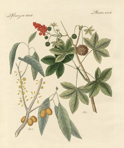 辛辣的植物 作者 德国学校