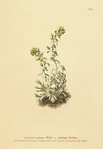 尖刺蒿（艾蒿，艾蒿，艾蒿） 作者 德国学校